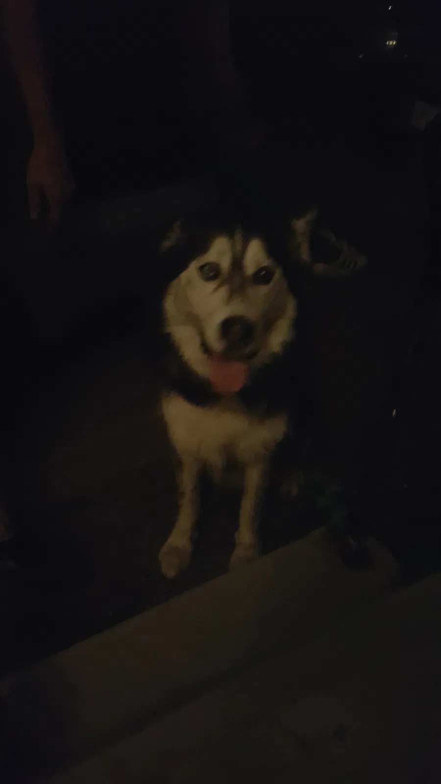 Found dog in Dayton, OH, 45420