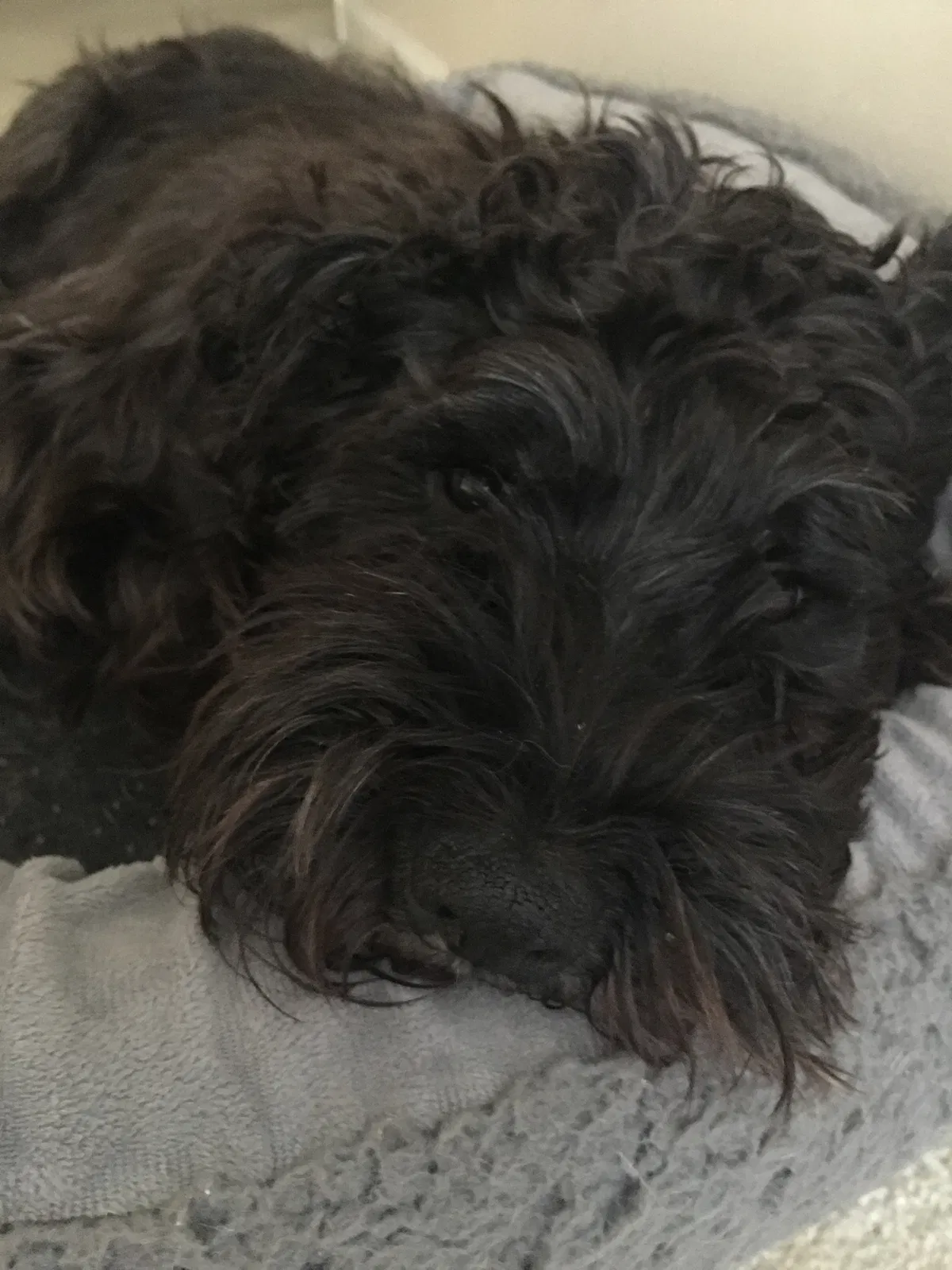 Lost dog in Frederica, DE, 19946