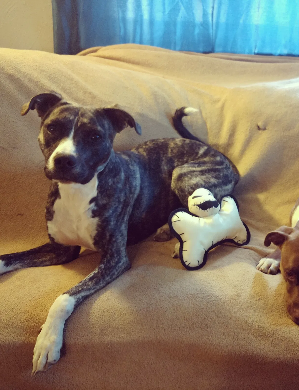 Lost dog in Littleton, CO, 80120