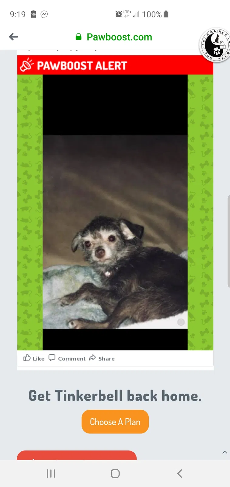 Lost dog in Ocean Park, ME, 4063