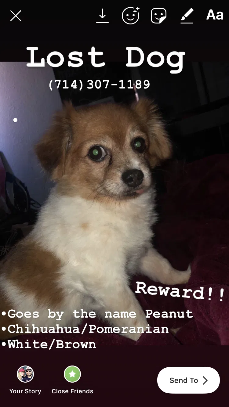 Lost dog in Anaheim, CA, 92805