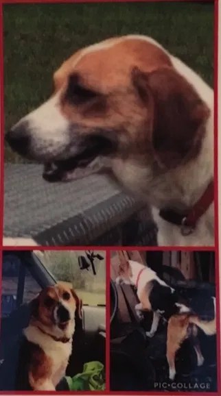 Lost dog in Unknown, FL, 33244