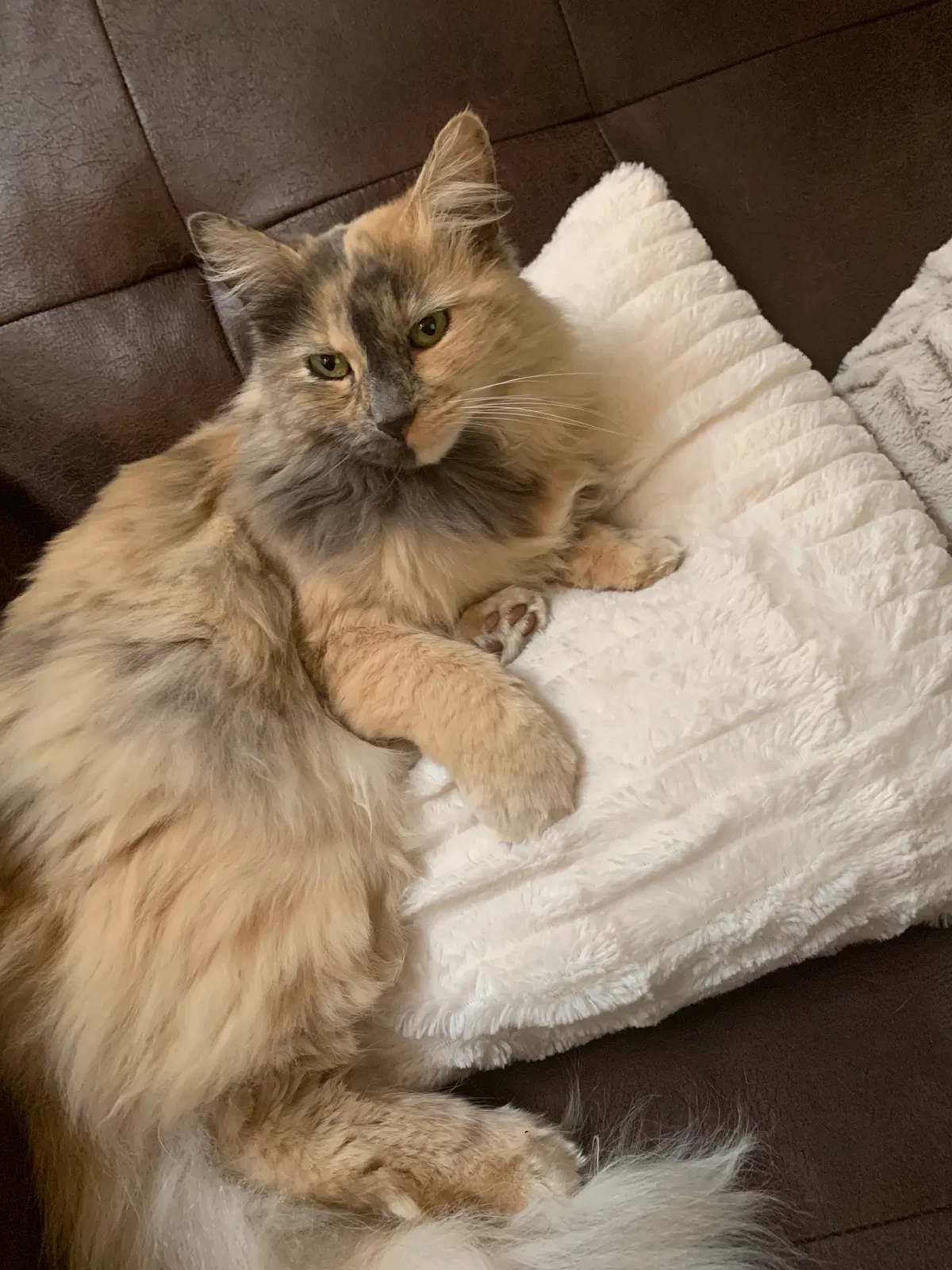 Lost cat in Denver, CO, 80231