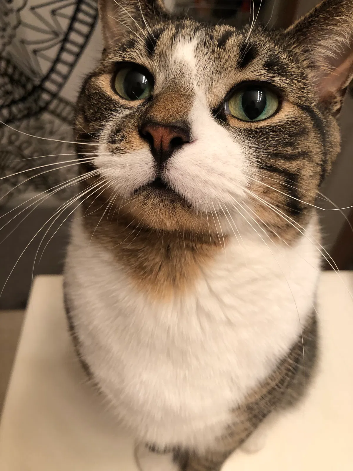 Lost cat in Anoka, MN, 55303