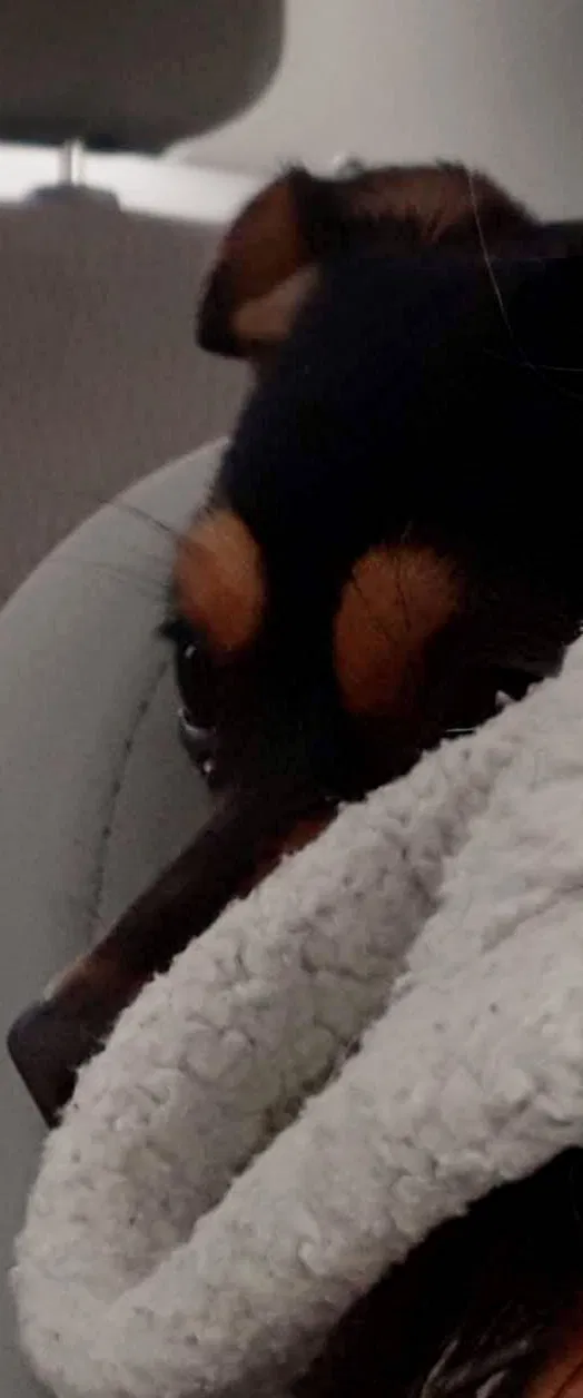 Lost dog in Jackson, TN, 38305