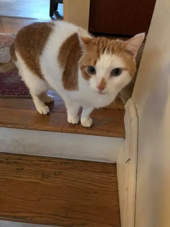 Lost cat in Pennsville, NJ, 8070