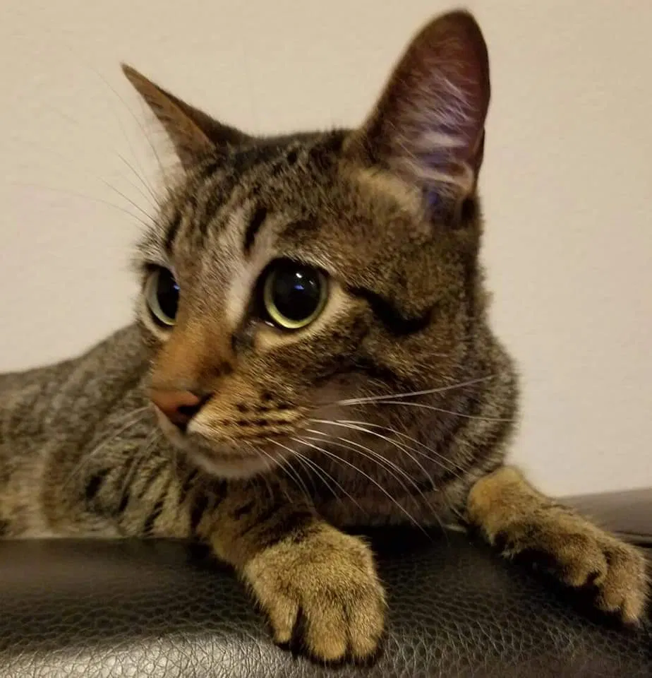 Lost cat in Katy, TX, 77494