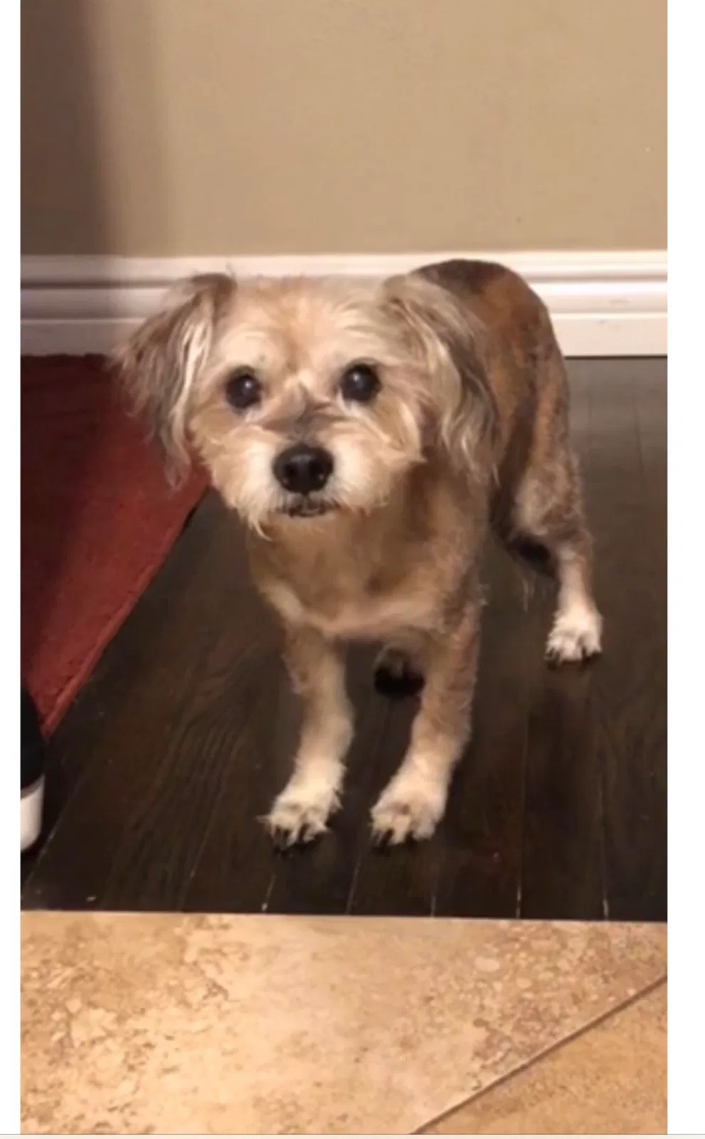 Lost dog in La Puente, CA, 91744