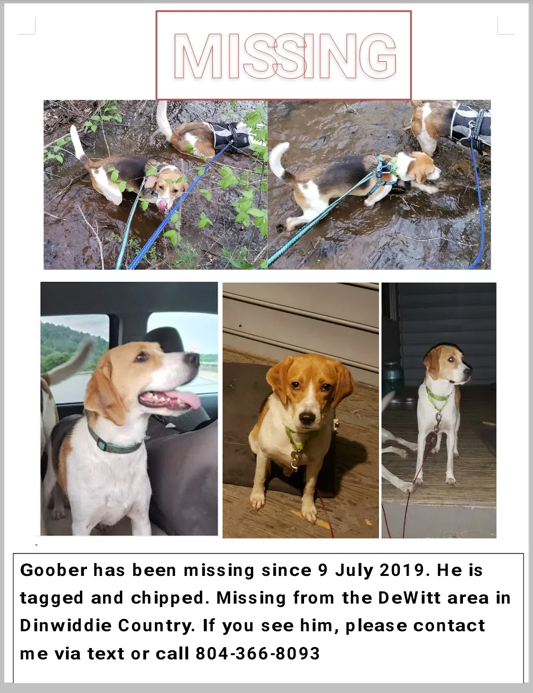 Lost dog in Dewitt, VA, 23840