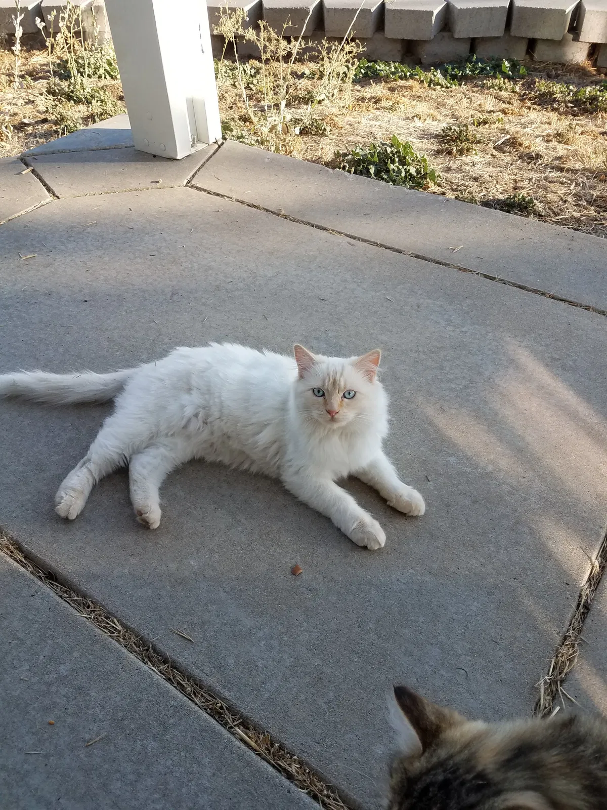Lost cat in Stockton, CA, 95206