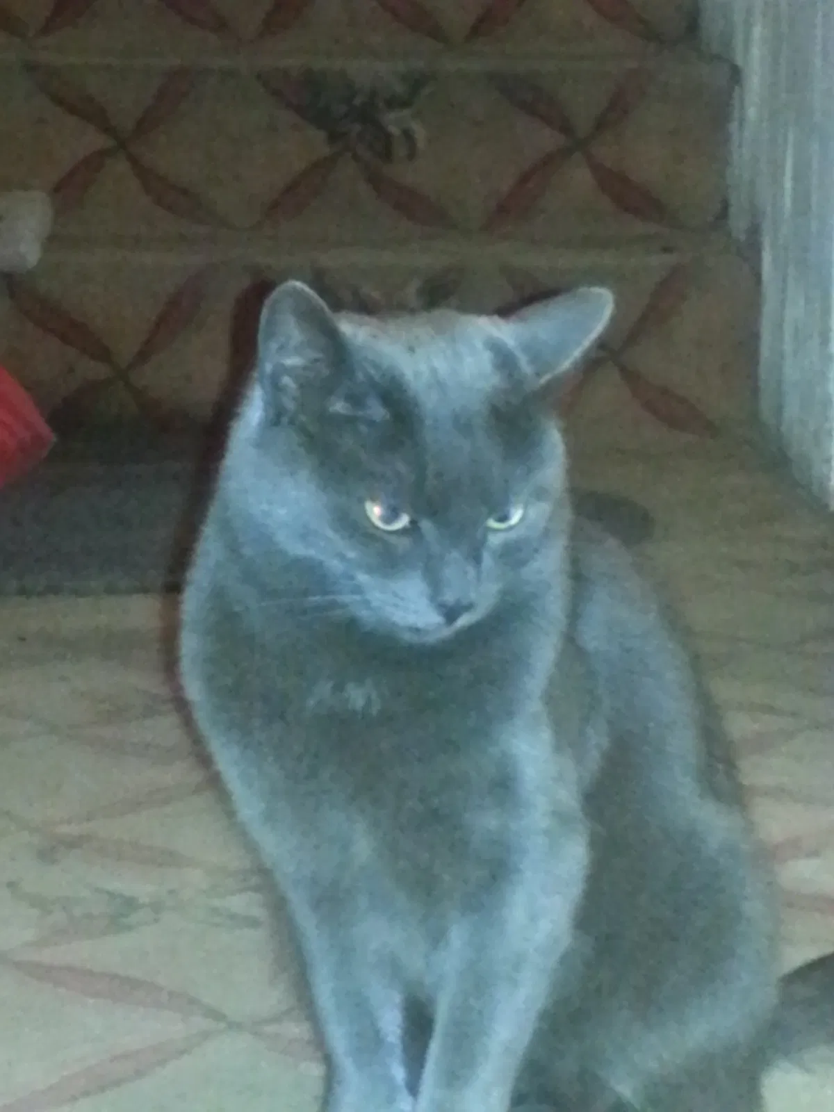 Lost cat in Worcester, MA, 1606