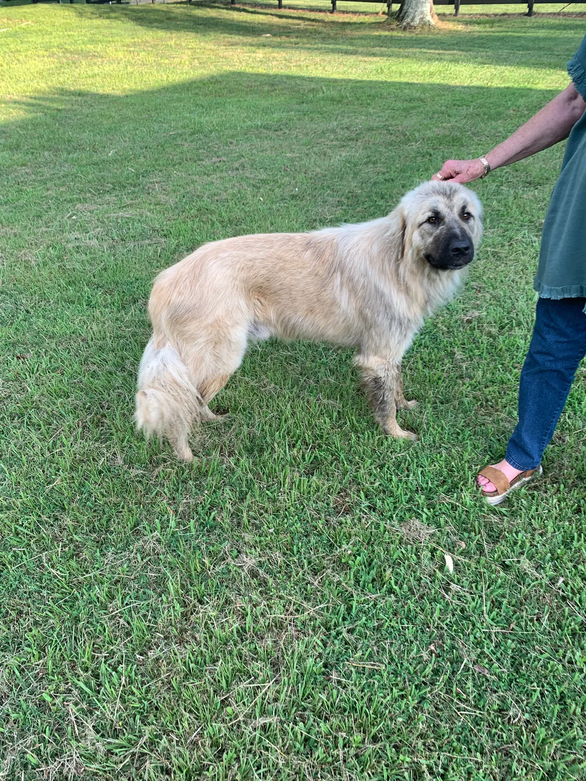 Found dog in Hartselle, AL, 35640