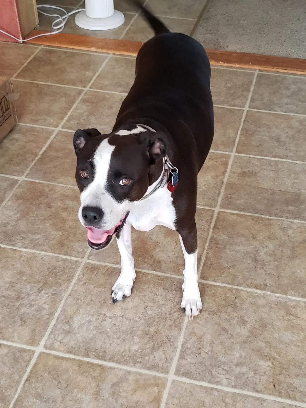Lost dog in Panama City, FL, 32404