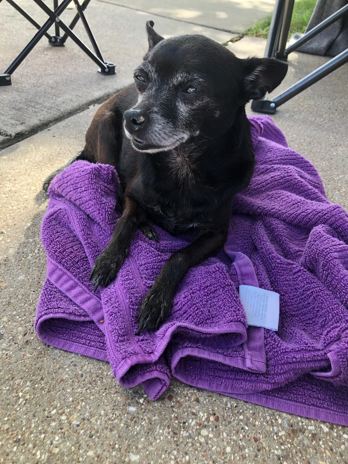 Found dog in Fort Worth, TX, 76179