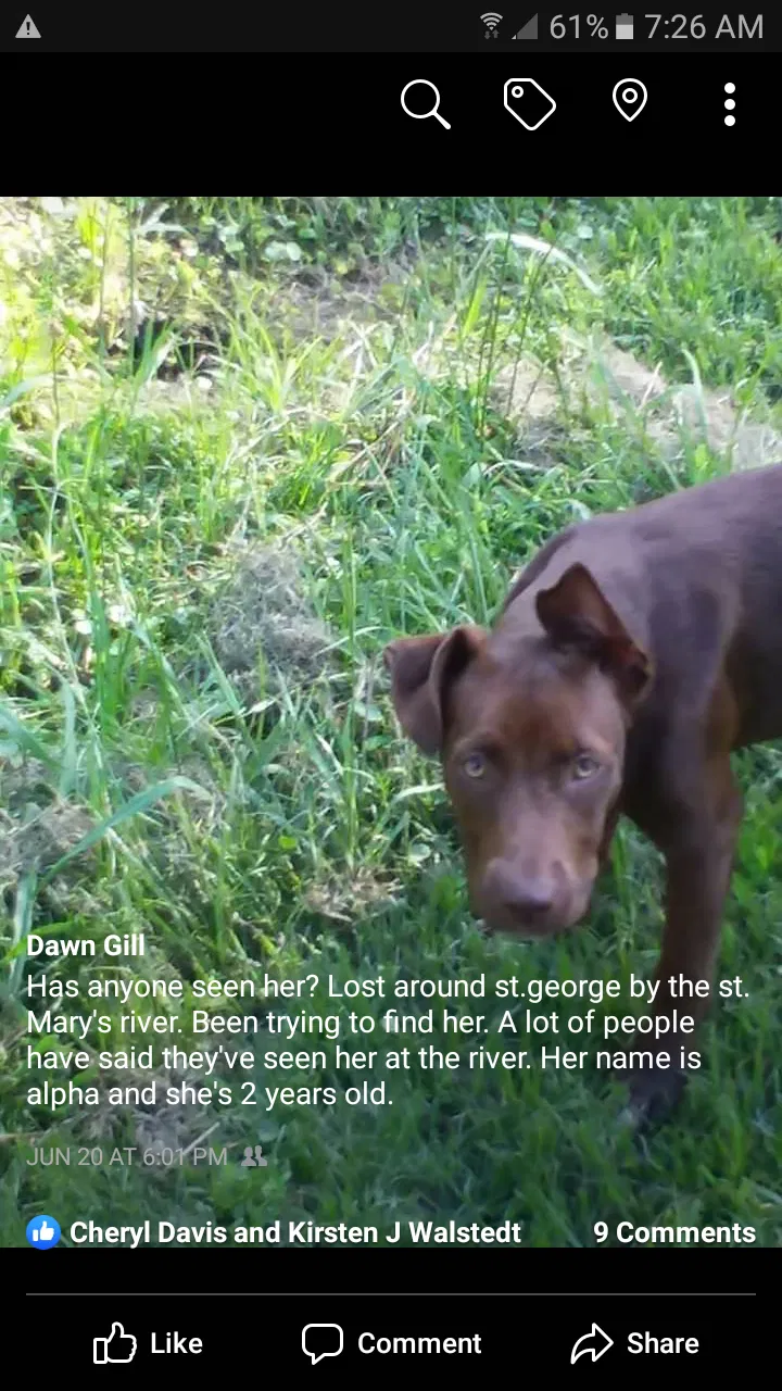 Lost dog in Saint George, GA, 31562