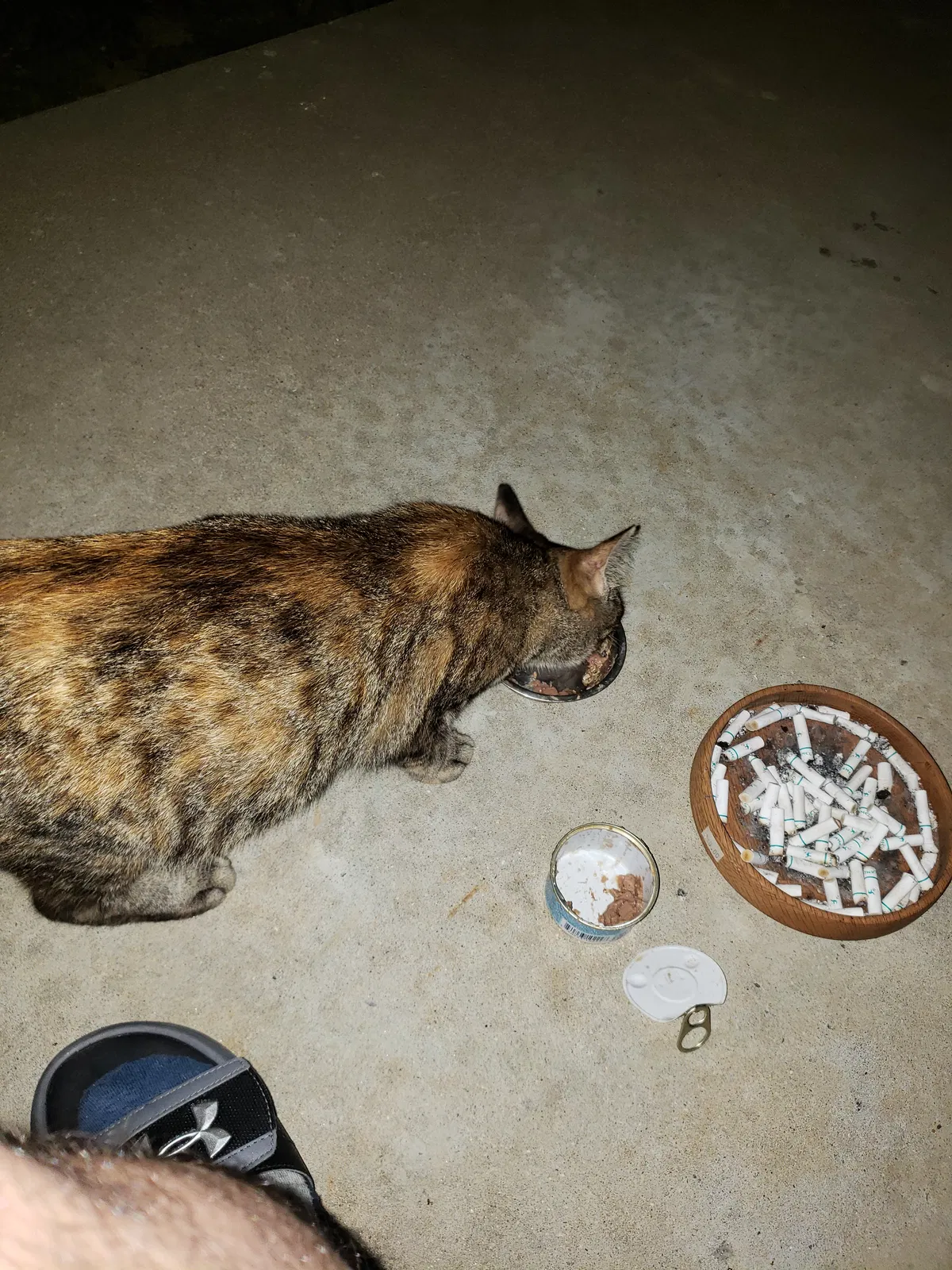 Found cat in Radcliff, KY, 40160