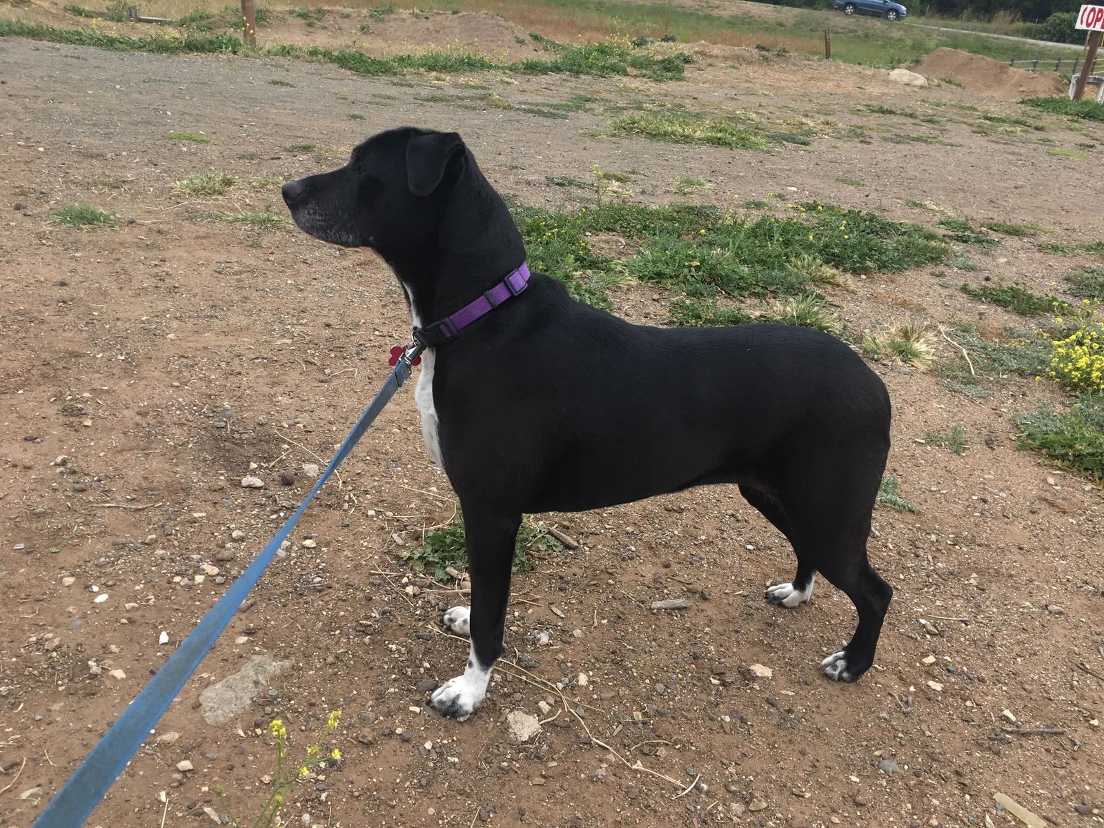 Lost dog in Los Osos, CA, 93402