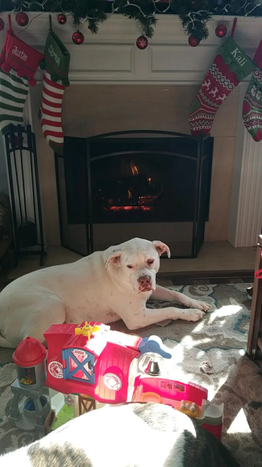 Lost dog in Phenix City, AL, 36867