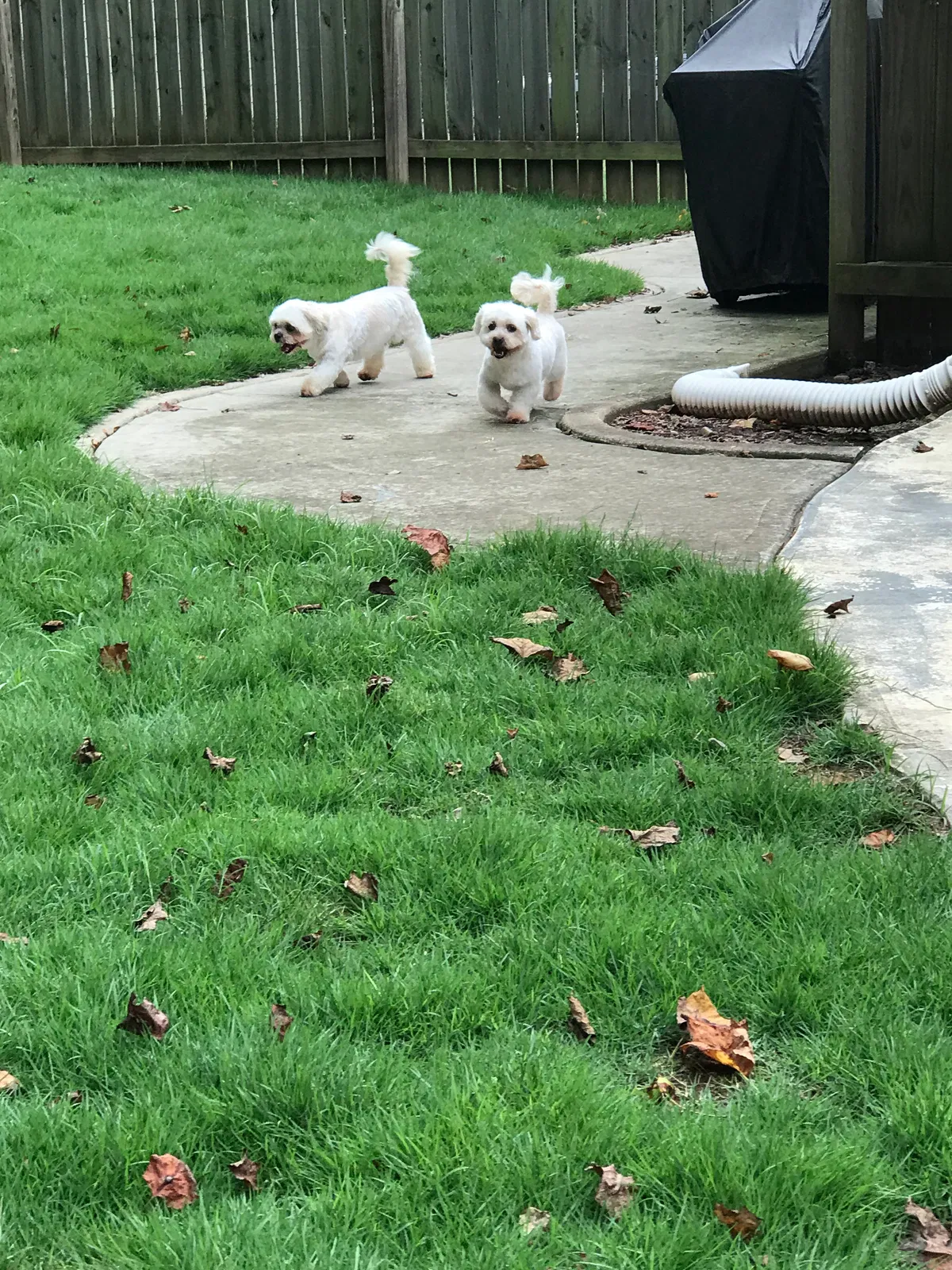 Found dog in Duluth, GA, 30096