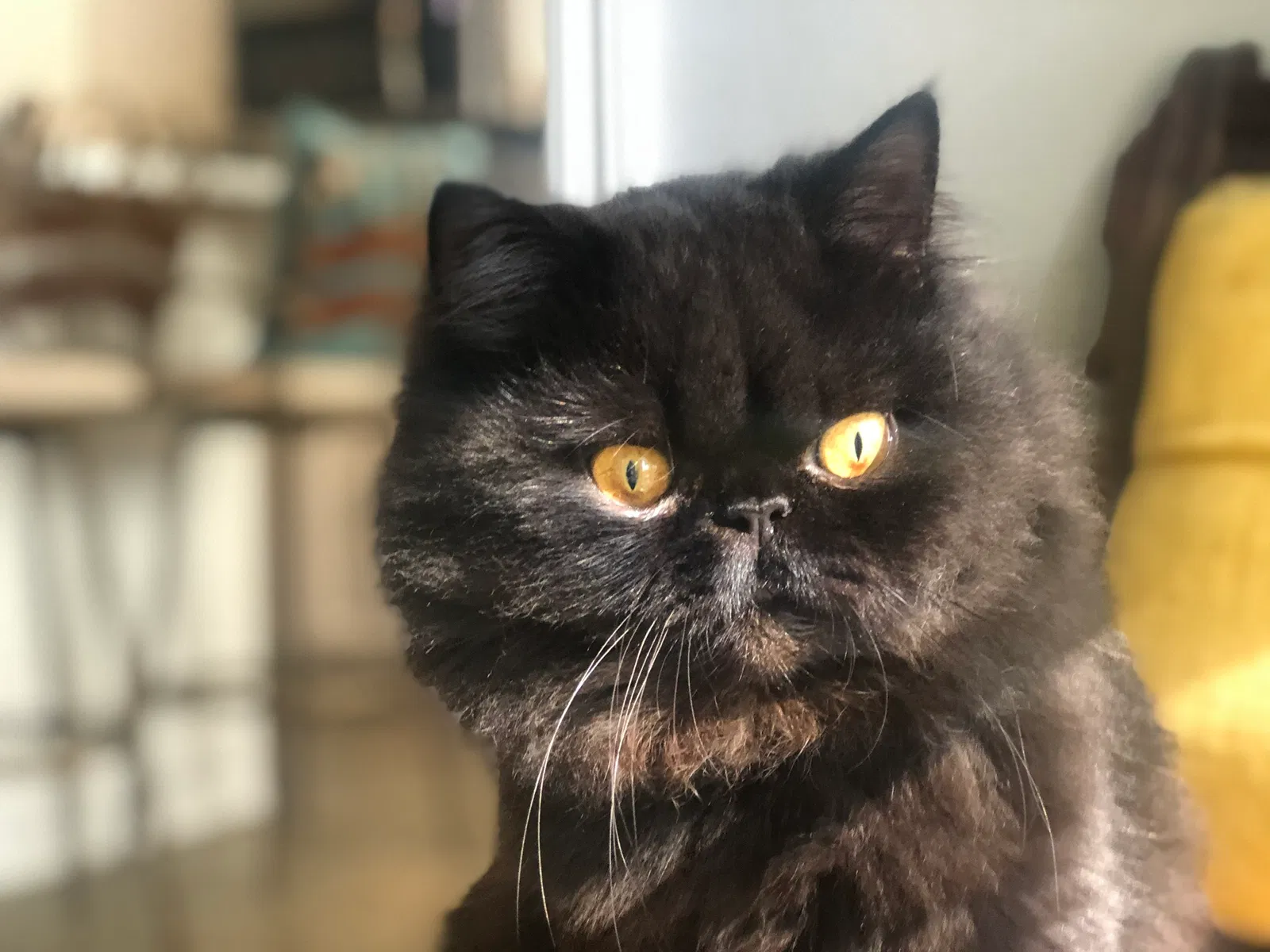 Lost cat in Madison, AL, 35758