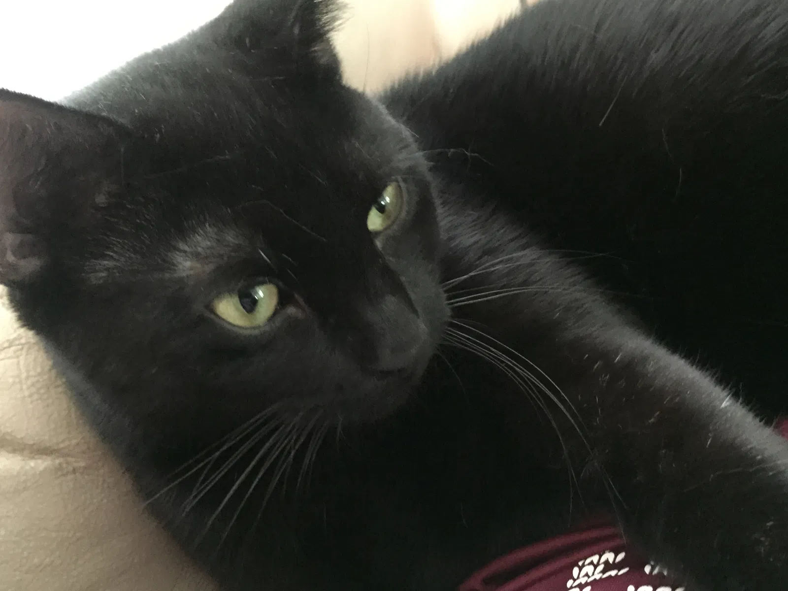 Lost cat in Birmingham, AL, 35216
