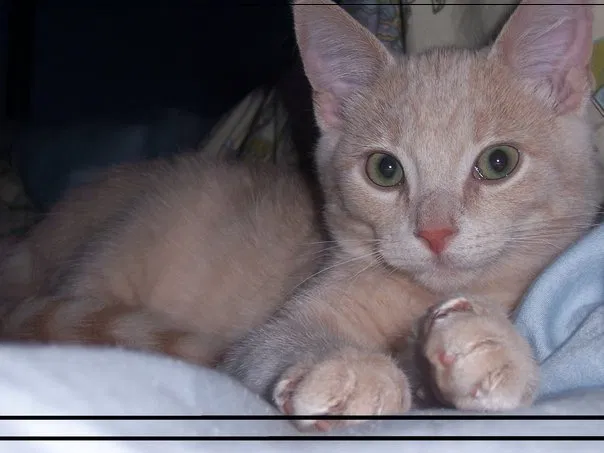 Lost cat in Grand Rapids, MI, 49504
