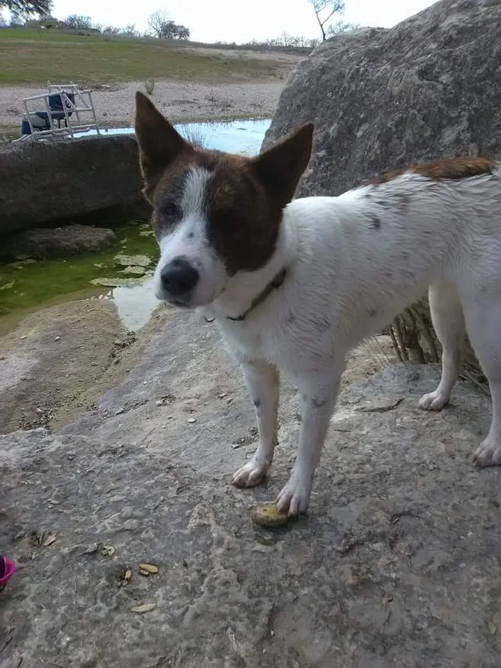Lost dog in Los Angeles, CA, 90034