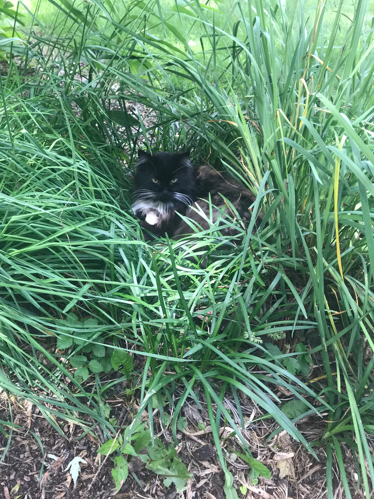 Lost cat in Indianapolis, IN, 46260