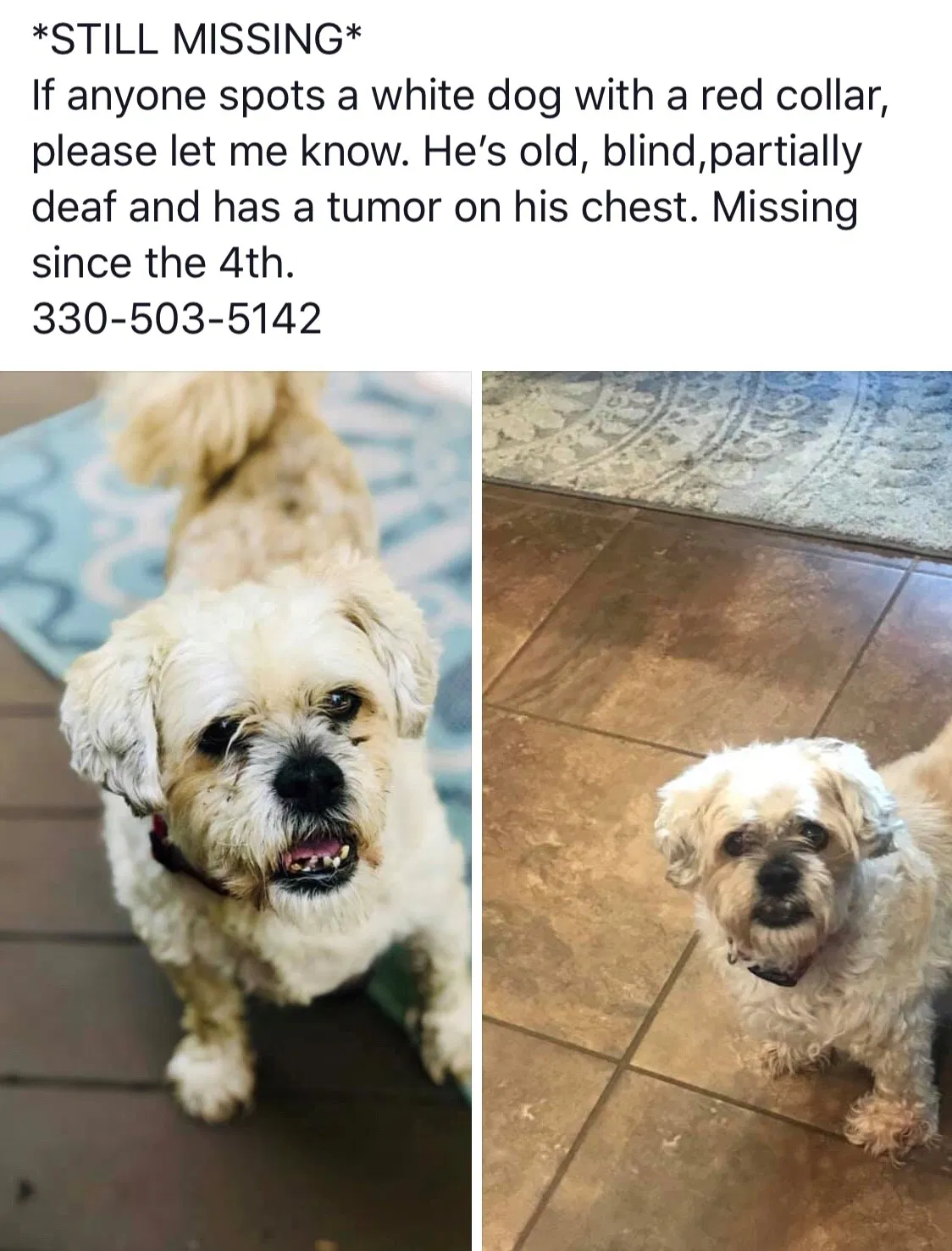 Lost dog in New Middletown, OH, 44442