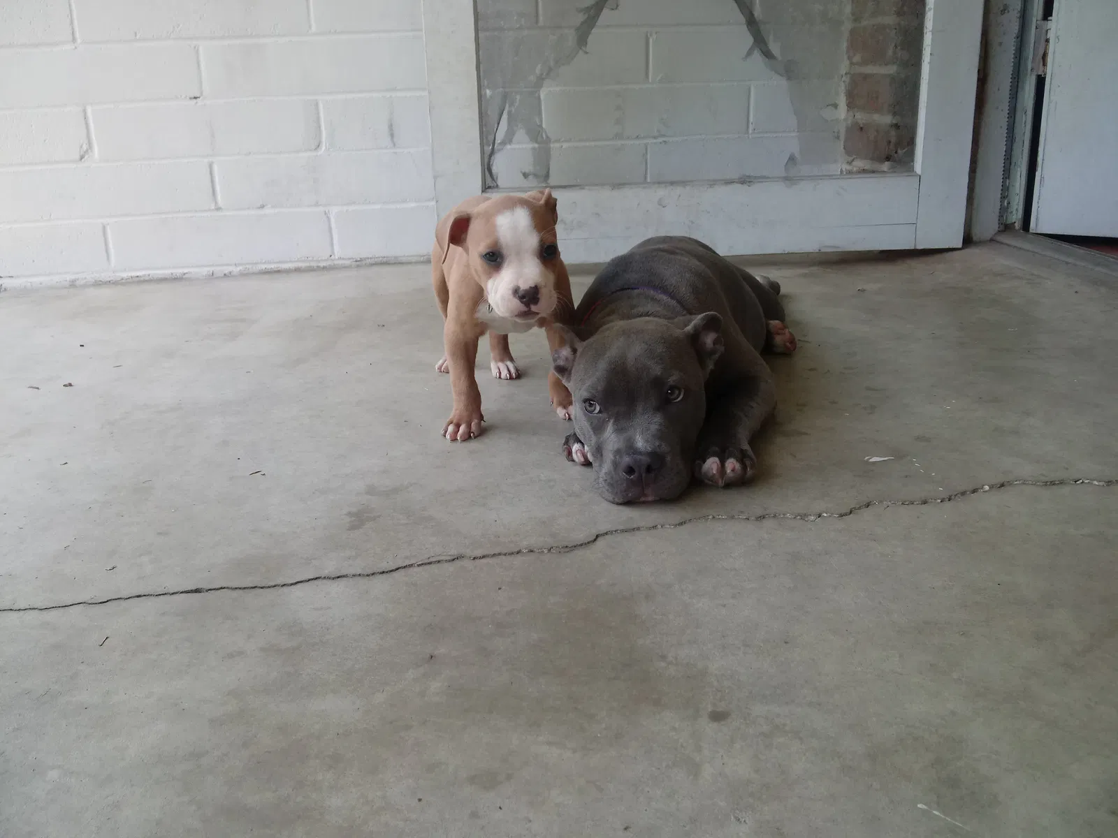 Lost dog in Ocala, FL, 34470