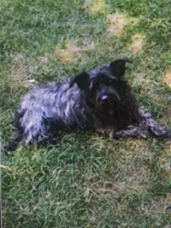 Lost dog in Ottawa Lake, MI, 49267