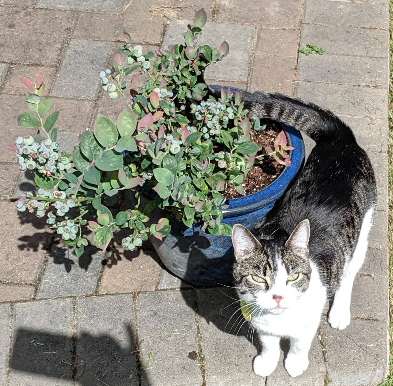 Lost cat in Kirkland, WA, 98034
