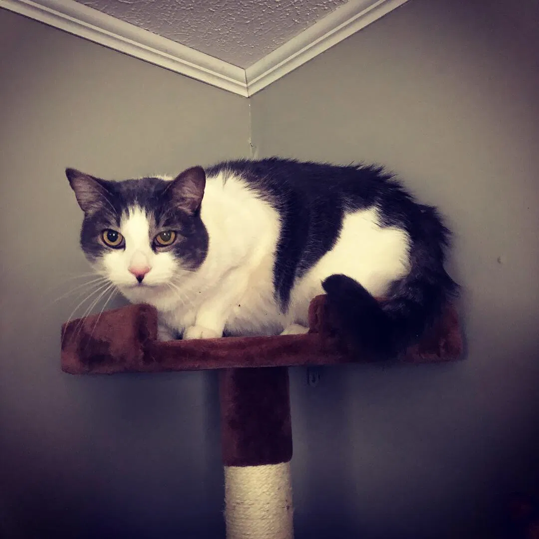 Lost cat in Suncook, NH, 3275