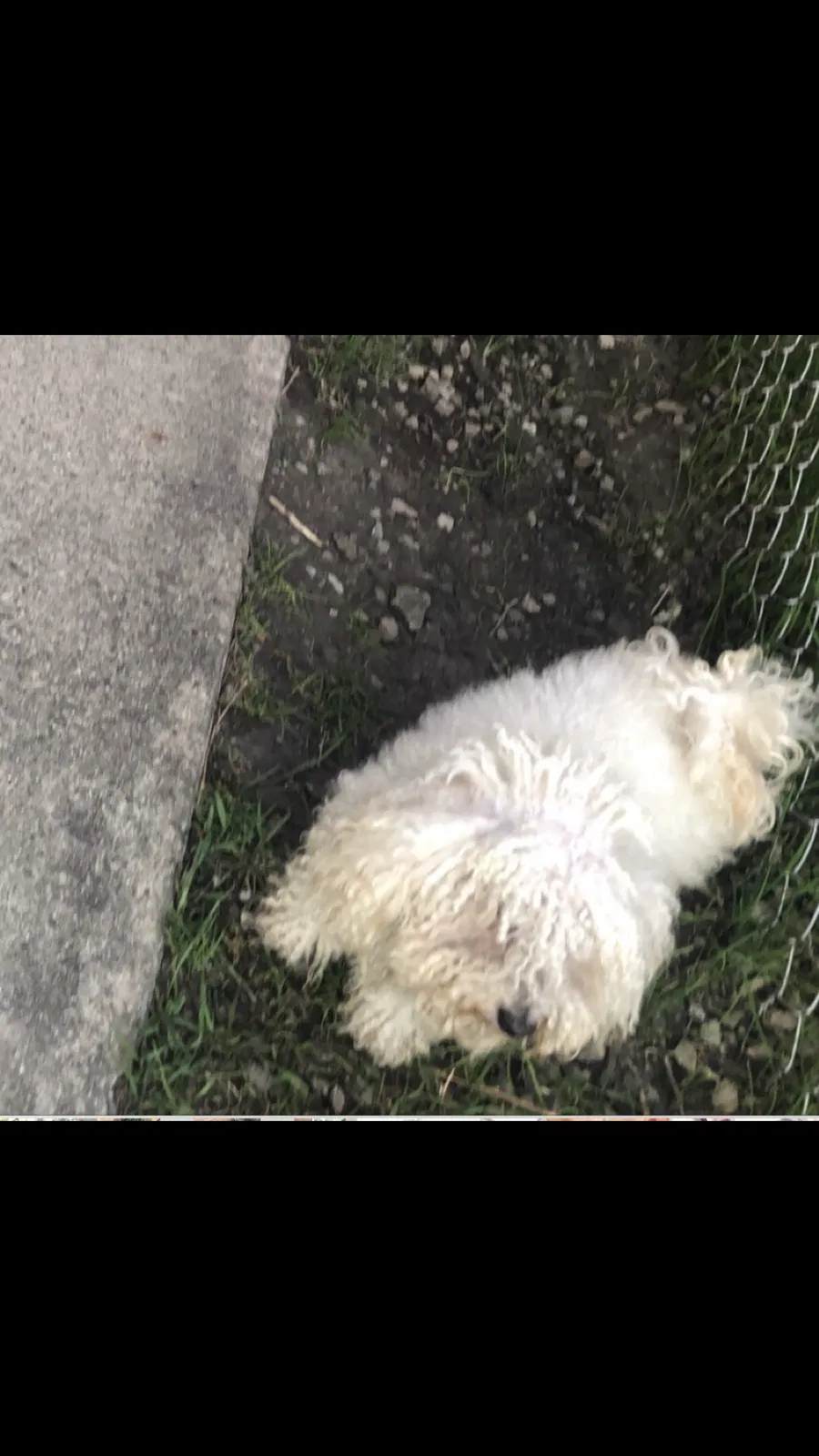 Lost dog in Chicago, IL, 60632
