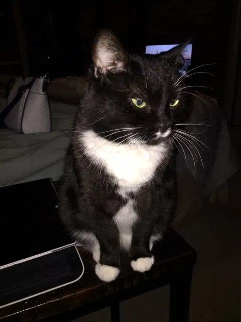 Lost cat in Grand Junction, CO, 81503