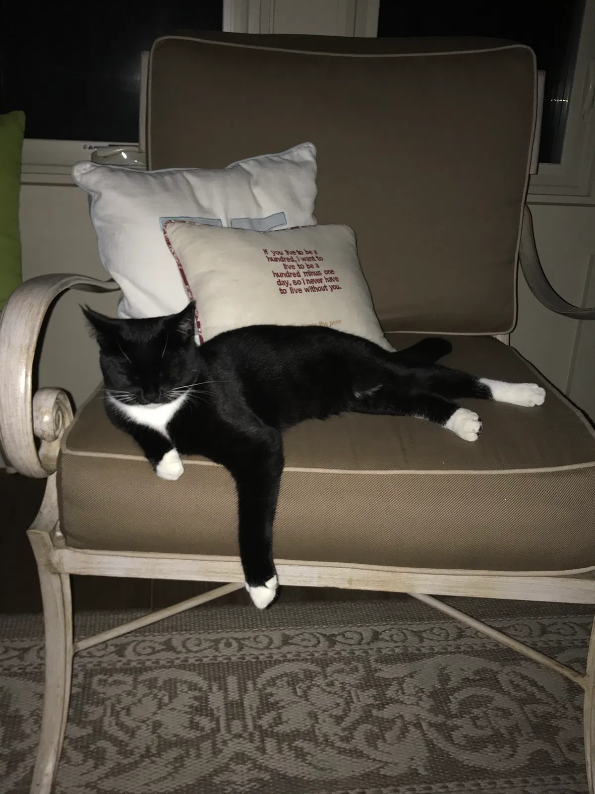 Lost cat in Columbus, OH, 43235