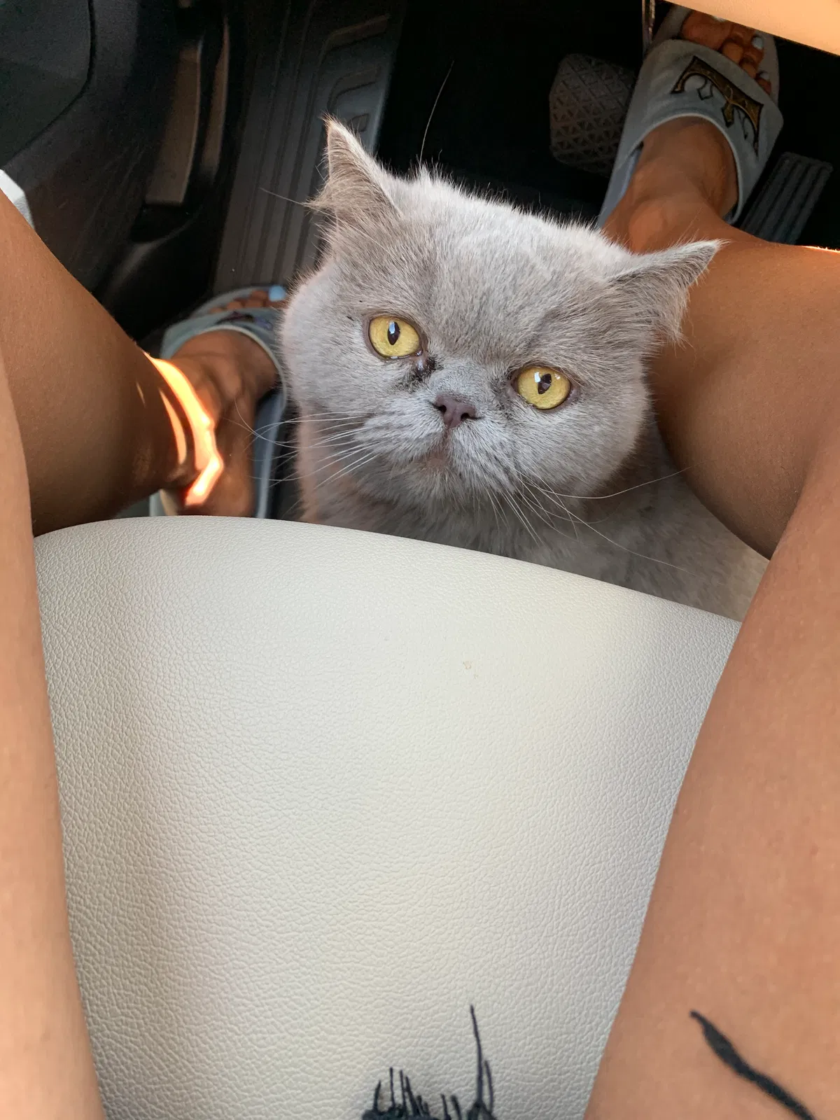 Lost cat in Malibu, CA, 90265
