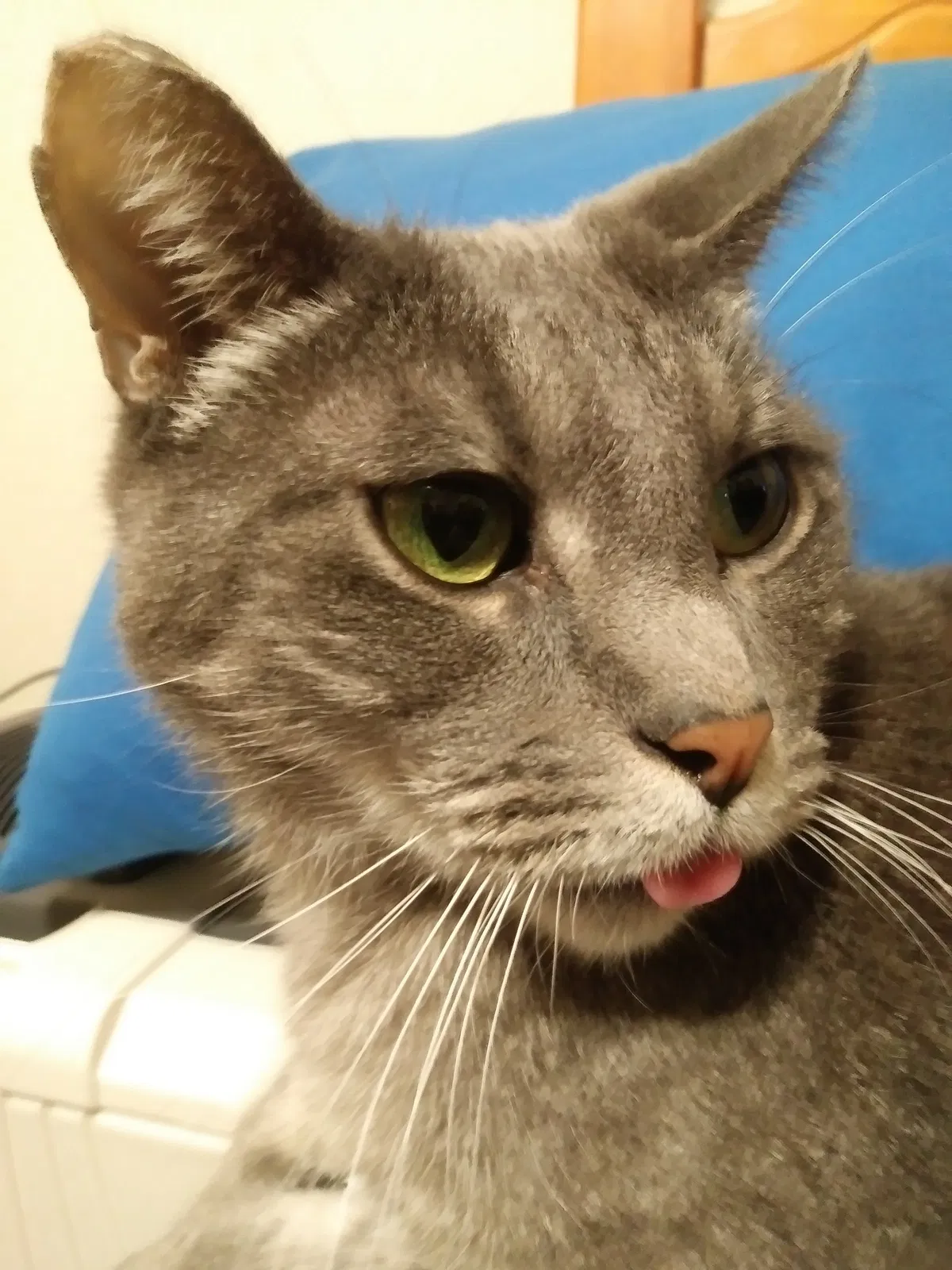 Lost cat in Fayetteville, NC, 28304