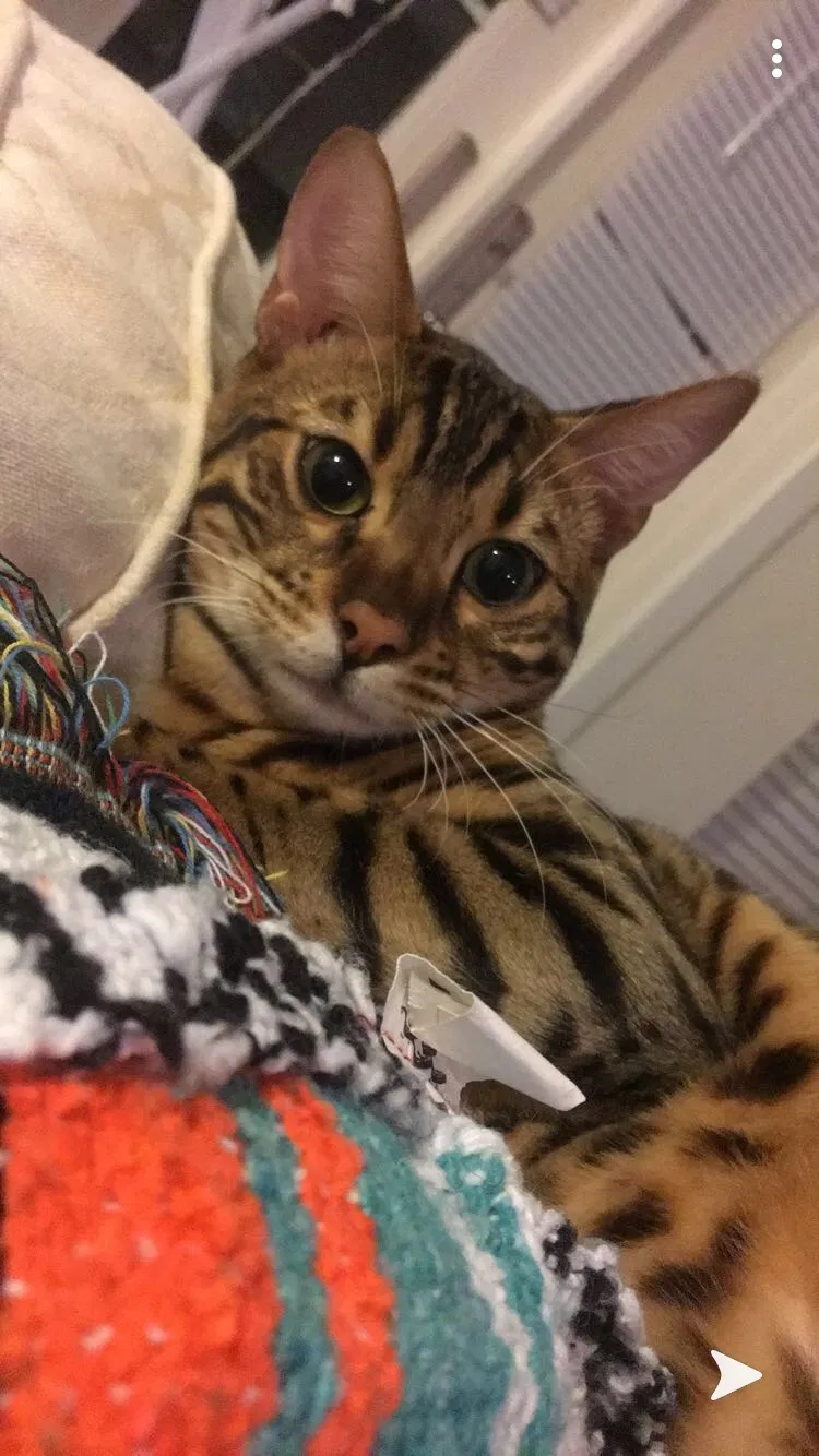 Lost cat in New Orleans, LA, 70130