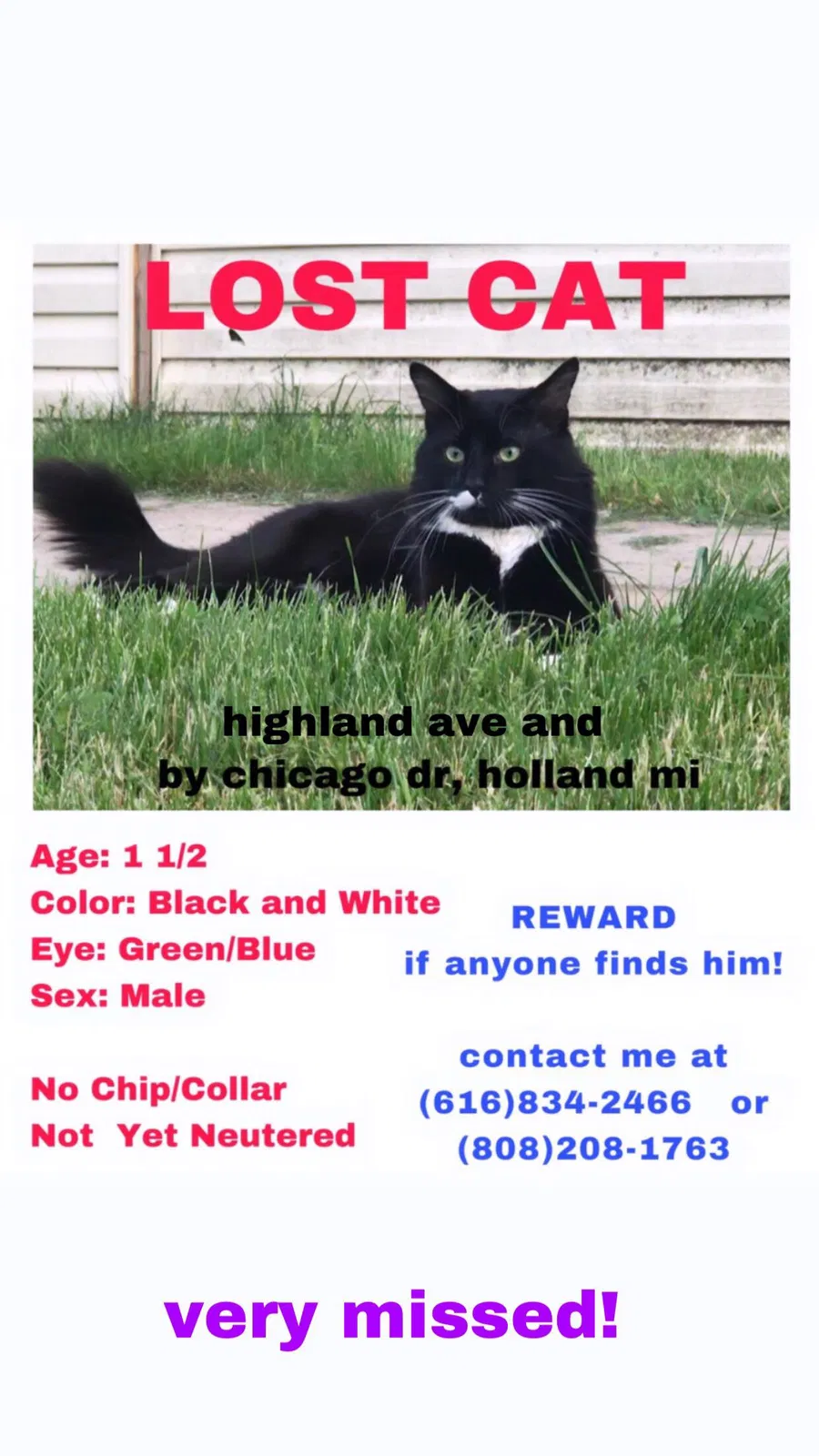 Lost cat in Holland, MI, 49423