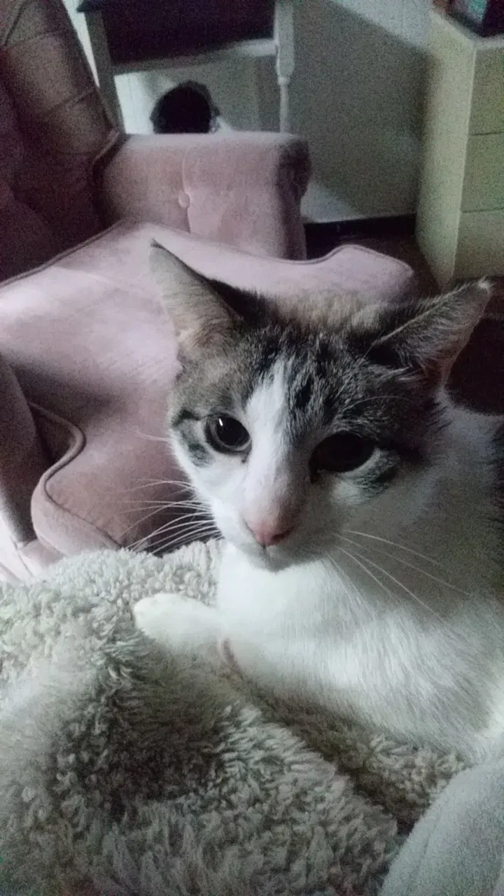 Lost cat in Saint Paul, MN, 55103