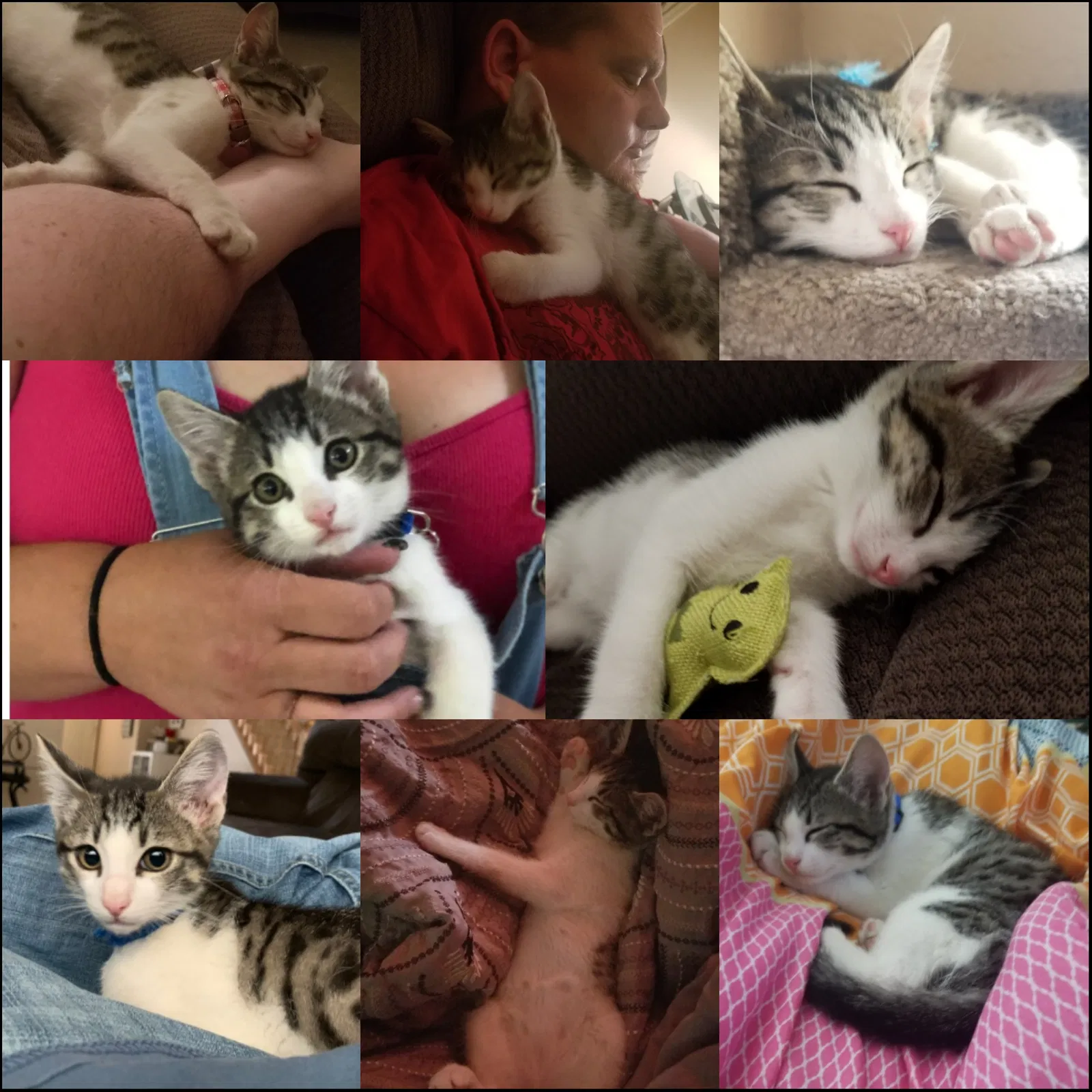 Lost cat in Surprise, AZ, 85388