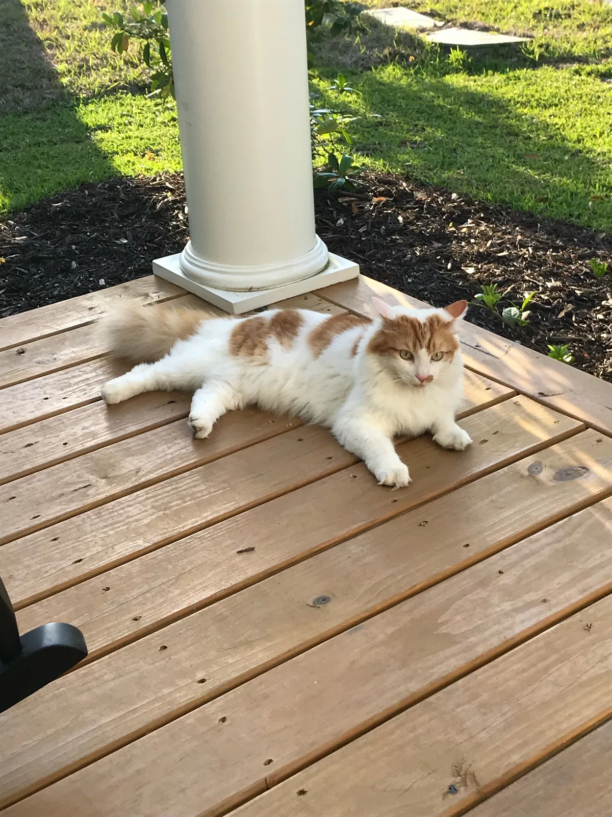 Lost cat in Argyle, TX, 76226