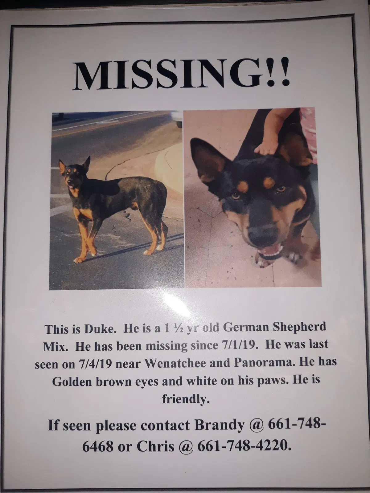 Lost dog in Bakersfield, CA, 93305