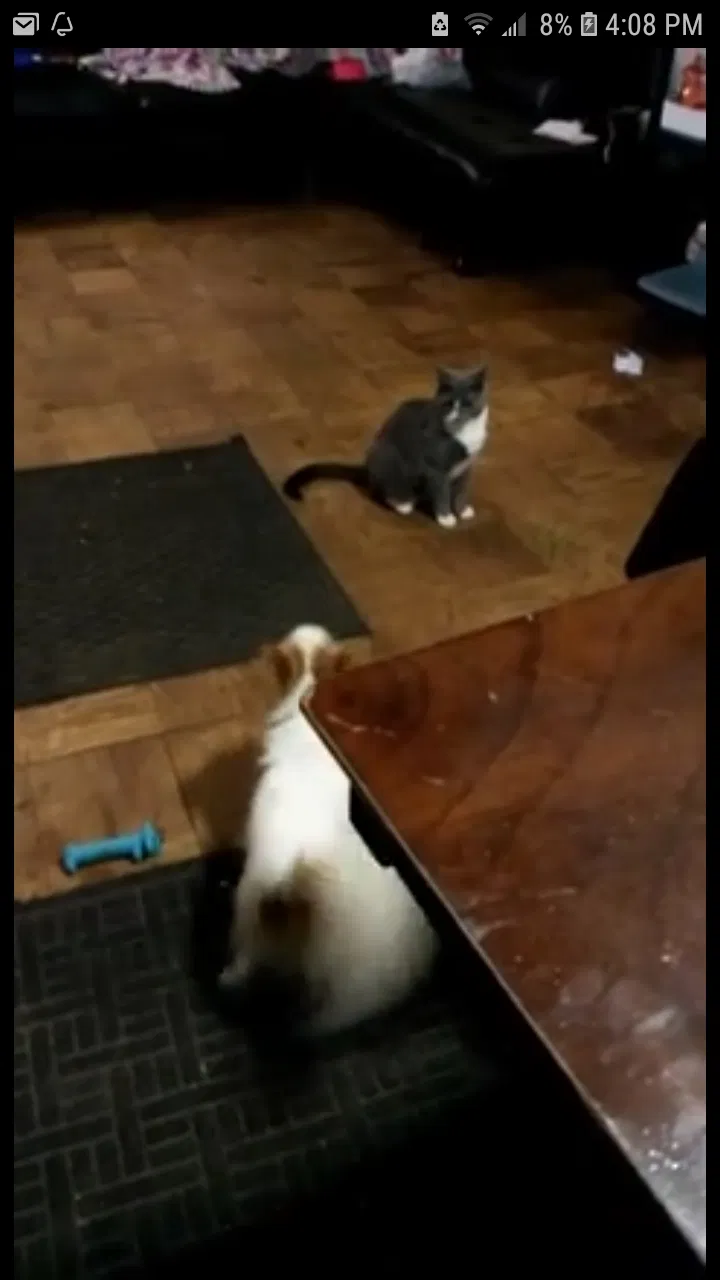 Lost cat in Baltimore, MD, 21224