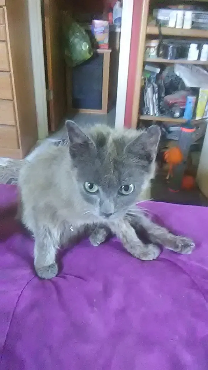 Lost cat in High Point, NC, 27263