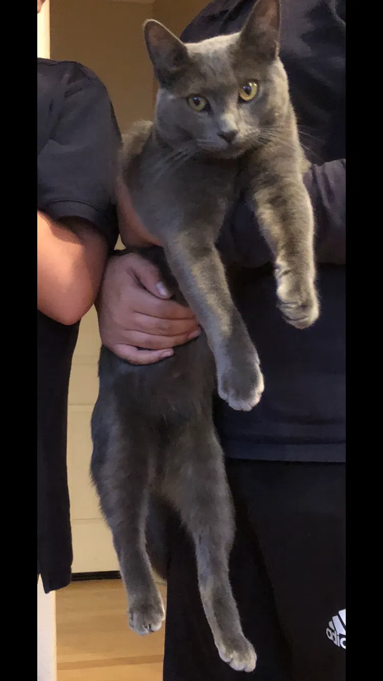 Lost cat in Reno, NV, 89506