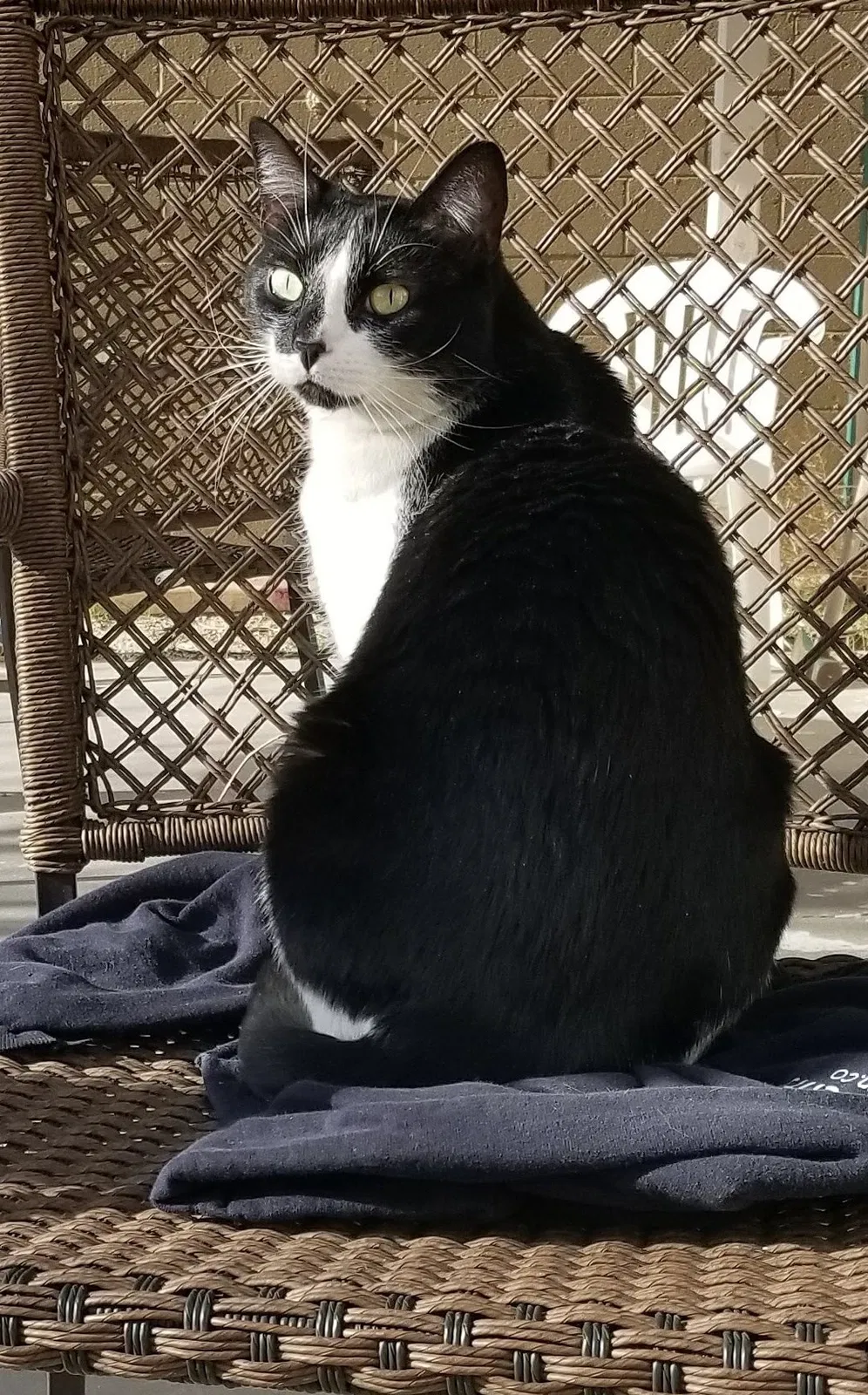 Lost cat in Reno, NV, 89503