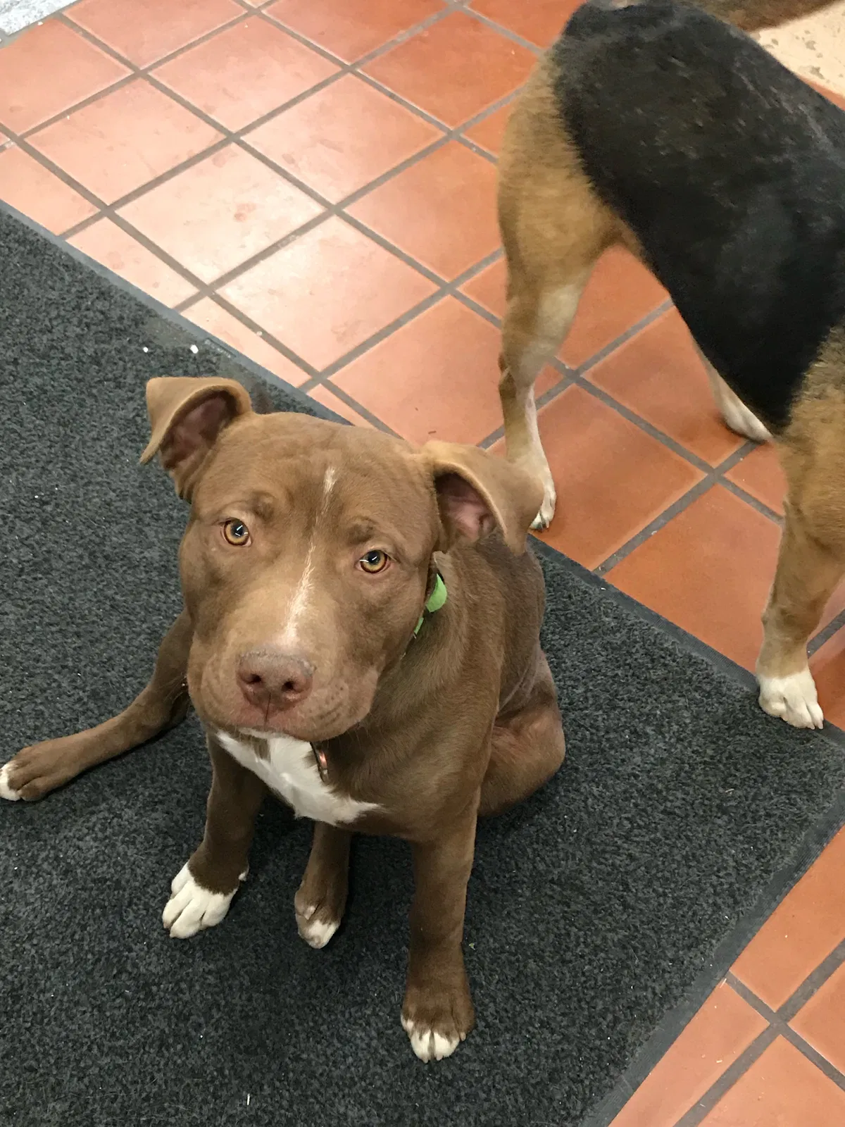 Lost dog in Albuquerque, NM, 87105