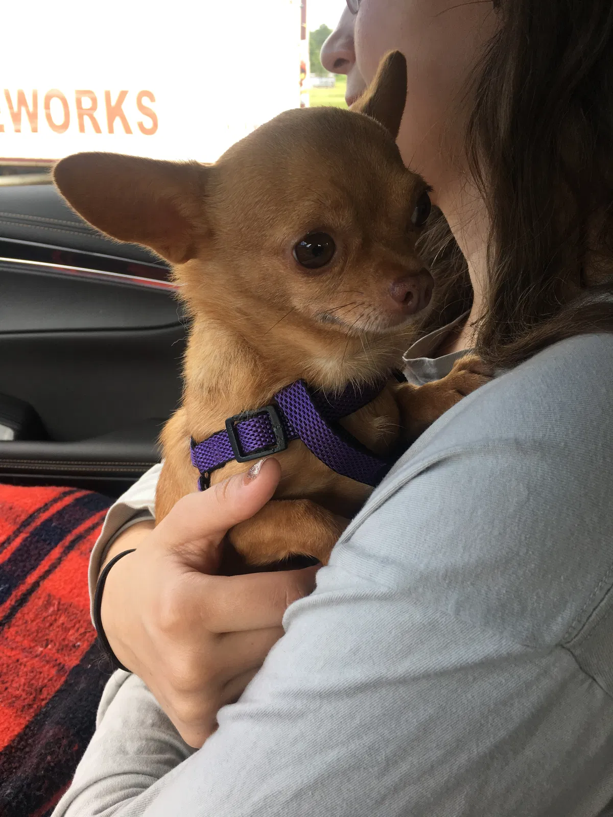 Lost dog in Dacula, GA, 30019
